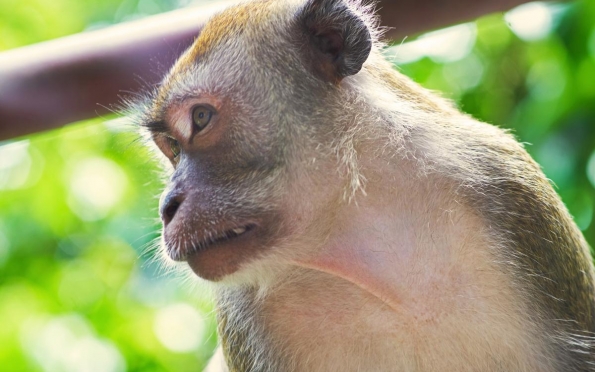 Expansão agrícola ameaça macaco que vive apenas na Caatinga